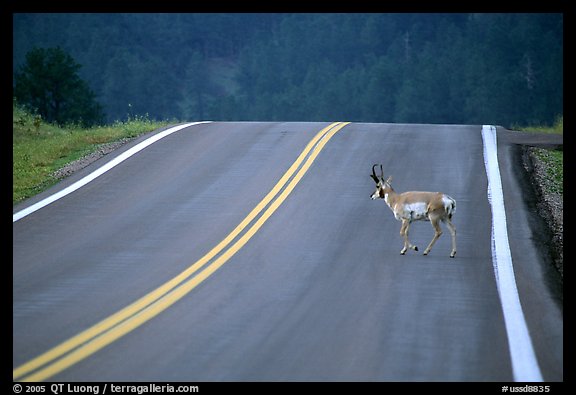 Pronghorn antelope crossing road, Custer State Park. Black Hills, South Dakota, USA (color)