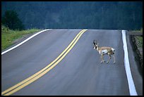 Pronghorn antelope crossing road, Custer State Park. Black Hills, South Dakota, USA