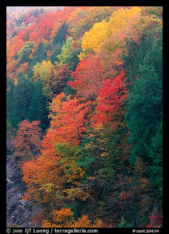 Multicolored trees on hill, Quechee Gorge. Vermont, New England, USA