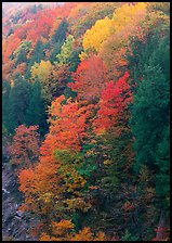 Multicolored trees on hill, Quechee Gorge. Vermont, New England, USA