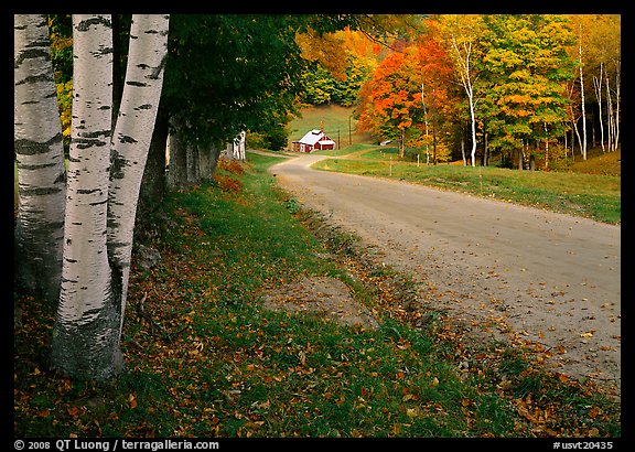 Birch trees and Sugar House in Reading. Vermont, New England, USA