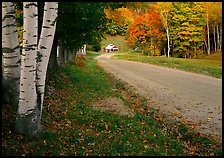 Birch trees and Sugar House in Reading. Vermont, New England, USA ( color)