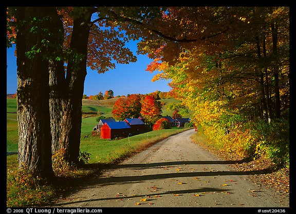 Maple trees, gravel road, and Jenne Farm, sunny autumn morning. Vermont, New England, USA