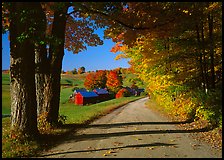Maple trees, gravel road, and Jenne Farm, sunny autumn morning. Vermont, New England, USA