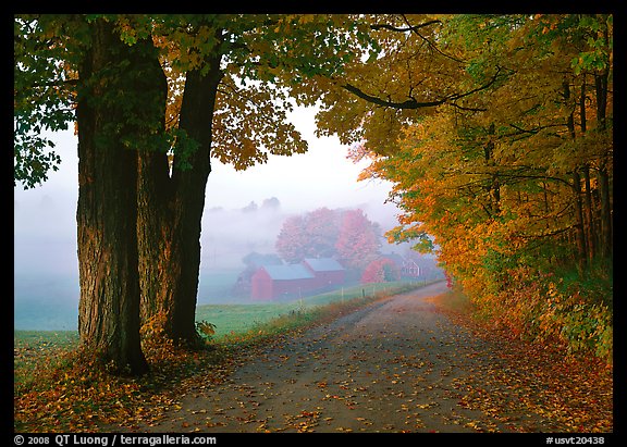 Maple trees, gravel road, and Jenne Farm, foggy autumn morning. Vermont, New England, USA