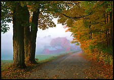 Maple trees, gravel road, and Jenne Farm, foggy autumn morning. Vermont, New England, USA ( color)