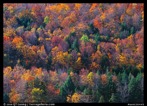 Hillside with trees in colorful fall foliage. USA (color)