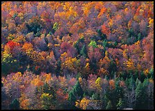 Hillside with trees in colorful fall foliage. Vermont, New England, USA (color)