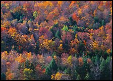 Hillside with trees in colorful fall foliage. Vermont, New England, USA ( color)