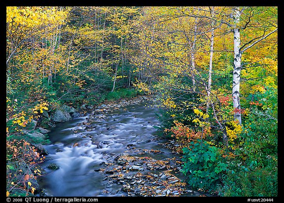 Stream and birch trees. Vermont, New England, USA