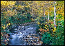 Stream and birch trees. Vermont, New England, USA (color)