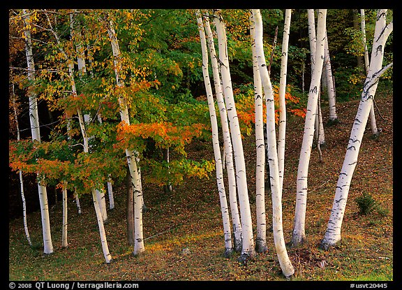 Birch trees. USA (color)