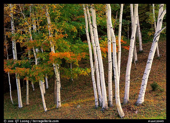 Birch trees. Vermont, New England, USA (color)