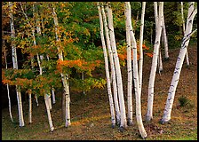 Birch trees. Vermont, New England, USA (color)