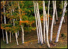 Birch trees. Vermont, New England, USA