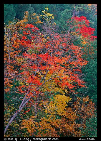 Maple tree with red leaves, Quechee Gorge. Vermont, New England, USA (color)