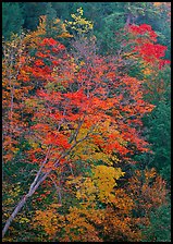 Maple tree with red leaves, Quechee Gorge. Vermont, New England, USA ( color)