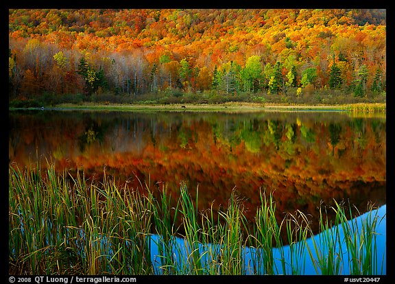 Reeds, and reflection of hill, Green Mountains. Vermont, New England, USA