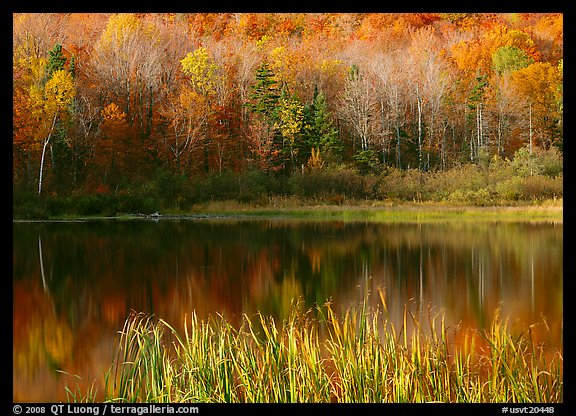 Hill in fall colors reflected in a pond. USA (color)