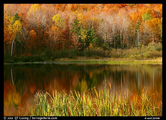 Hill in fall colors reflected in a pond. Vermont, New England, USA