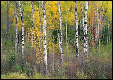 Birch trees and yellow leaves. Vermont, New England, USA