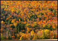 Hillside with trees in brilliant fall foliage. USA ( color)