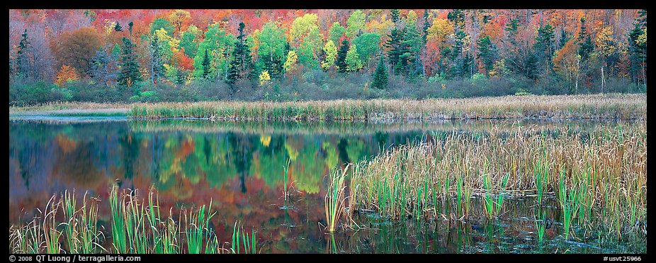 Pond with reeds and reflections of trees in autumn foliage. Vermont, New England, USA