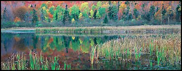 Pond with reeds and reflections of trees in autumn foliage. Vermont, New England, USA (Panoramic color)