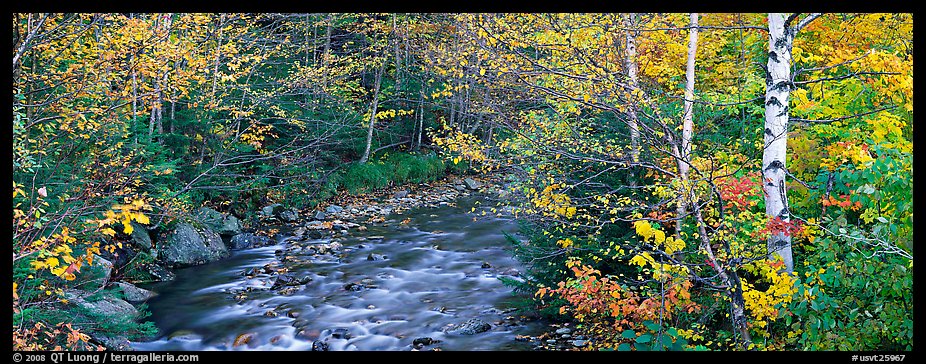 Autumn forest landscape with stream. Vermont, New England, USA (color)