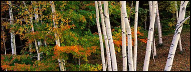White birch trees and forest in autumn foliage. Vermont, New England, USA (Panoramic color)