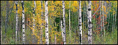 Forest scenery in autumn. Vermont, New England, USA (Panoramic color)