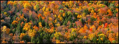 Trees in multicolored foliage on hillside. Vermont, New England, USA (Panoramic color)