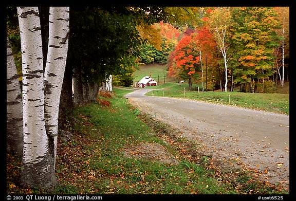 Birch trees and Sugar House in Reading. Vermont, New England, USA (color)