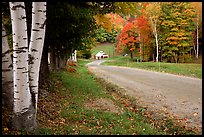 Birch trees and Sugar House in Reading. Vermont, New England, USA