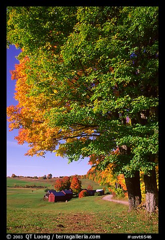 Maple tree and Jenne Farm. Vermont, New England, USA