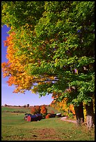 Maple tree and Jenne Farm. Vermont, New England, USA