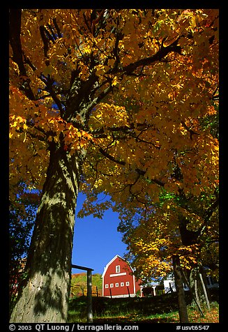 Elm Grove Farm near Woodstock. Vermont, New England, USA
