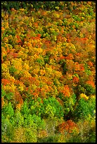 Hillside covered with trees in fall color, Green Mountains. Vermont, New England, USA (color)