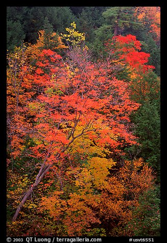 Maple tree with red leaves, Quechee Gorge. Vermont, New England, USA (color)