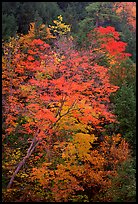 Maple tree with red leaves, Quechee Gorge. Vermont, New England, USA