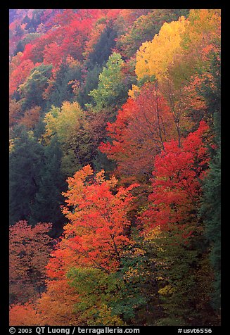 Multicolored trees on hill, Quechee Gorge. Vermont, New England, USA