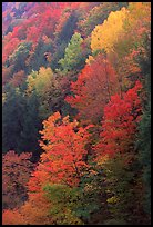 Multicolored trees on hill, Quechee Gorge. Vermont, New England, USA