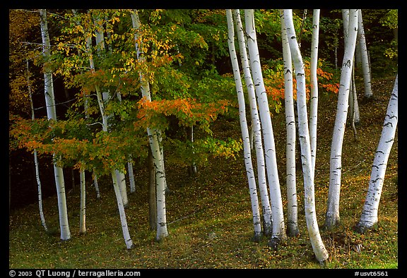 Birch trees. Vermont, New England, USA (color)