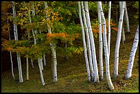 Birch trees. Vermont, New England, USA