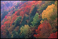 Multicolored trees on hill, Quechee Gorge. Vermont, New England, USA