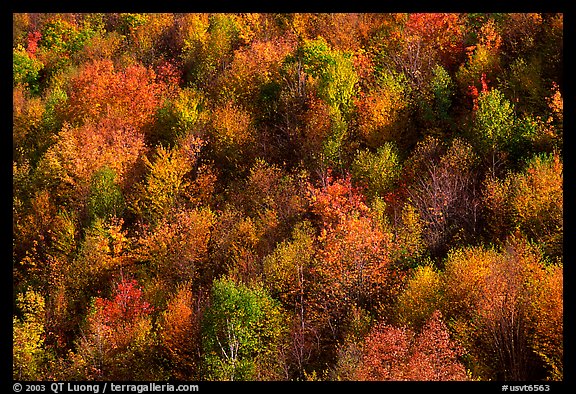 Hillside covered with trees in autumn color, Green Mountains. Vermont, New England, USA
