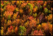 Hillside covered with trees in autumn color, Green Mountains. Vermont, New England, USA (color)