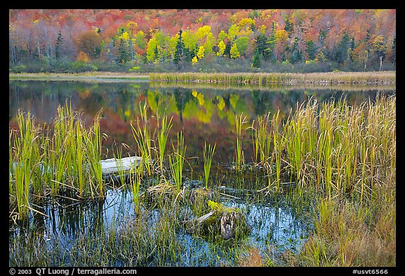 Reeds and pond, Green Mountains. Vermont, New England, USA