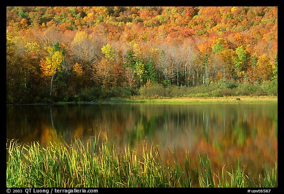 Hill in fall colors reflected in a pond. Vermont, New England, USA (color)