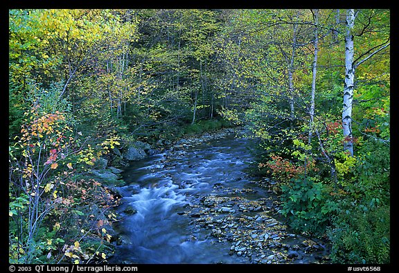 Stream and birch trees. Vermont, New England, USA (color)